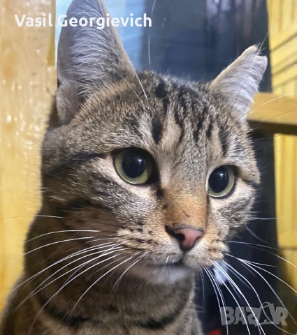 Котка! Уникална сладуранка! Super sweet and adorable cat looking for home!