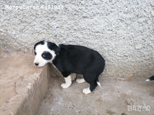 бордър коли , снимка 2 - Други - 53143967