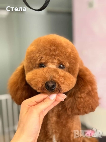 Момченце пудел/ male red poodle, снимка 10 - Пудели - 54227541