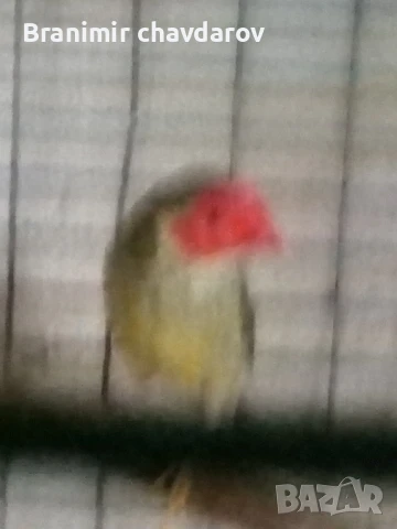 продавам амадини , снимка 6 - Амадини - 51182745