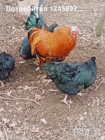 Кетро петли, снимка 2 - Кокошки и пуйки - 53946795