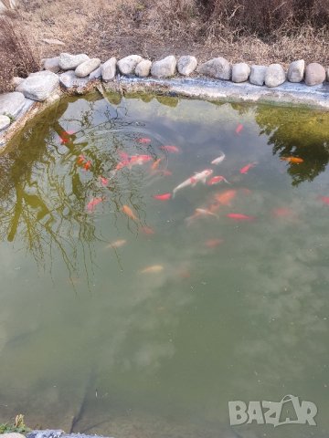 Риби-японски шарани- Кой, снимка 3 - Други - 41304373
