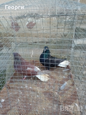 Николаевски гълъби 5 двойки , снимка 15 - Гълъби - 44517160
