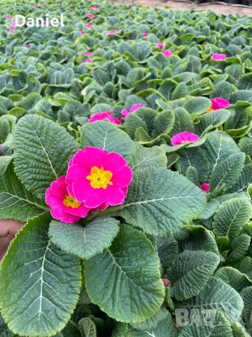 Цветя за 8 - ми март, снимка 3 - Градински цветя и растения - 53323438