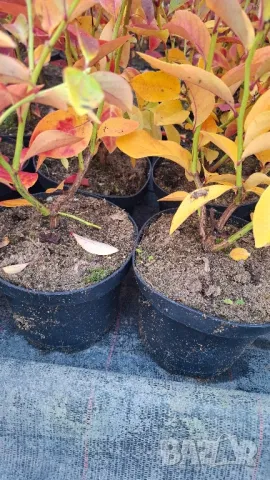 Американска боровинка в саксия , снимка 4 - Градински цветя и растения - 47743488