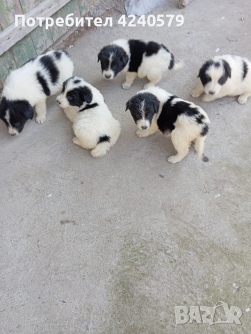 Каракачанки останаха мъжки кутрета, снимка 11 - Каракачанска овчарка - 52105803