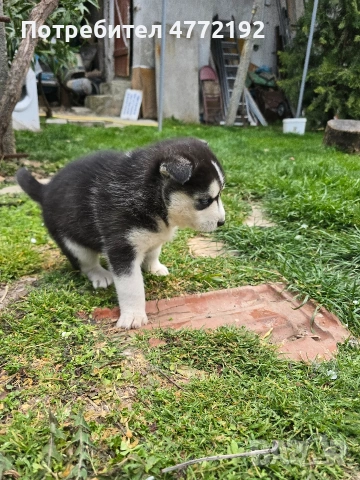 Малки Сибирски Хъскита, снимка 7 - Хъски - 53917126