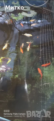 Кои,таранка златни риби, снимка 4 - Рибки - 50603412