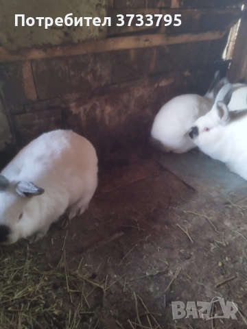 Калифорнийчета, снимка 4 - Други - 52656232