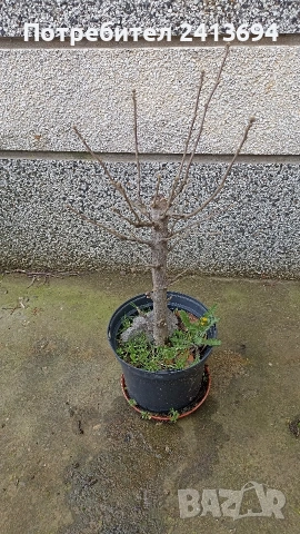 hibiscus syriacus дървовидна ружа , снимка 5 - Градински цветя и растения - 54031974