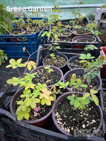 Шоколадова лоза Акебиа, снимка 2 - Градински цветя и растения - 54300494