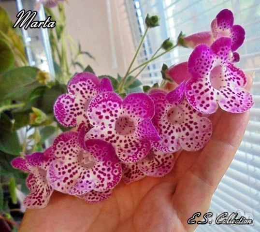 Сортови колерии