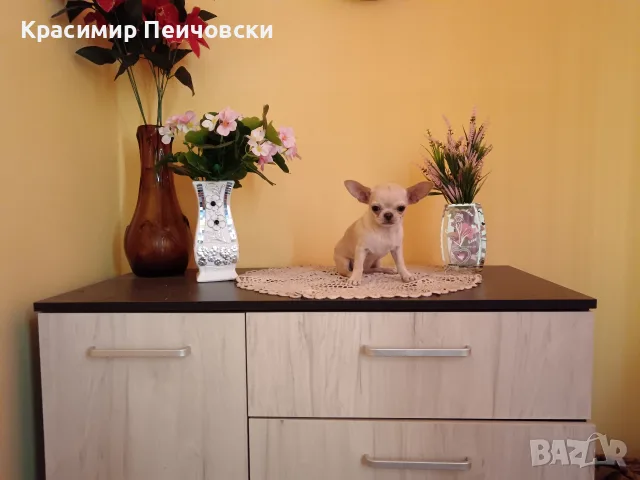 женско чихуахуа. , снимка 7 - Чихуахуа - 55766980