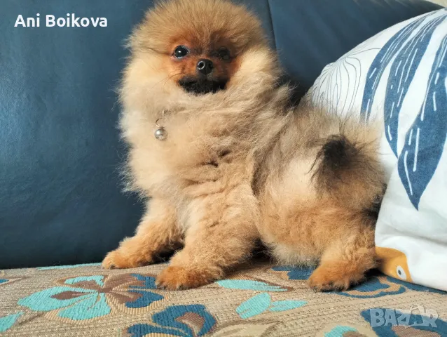 Померан Бо, снимка 4 - Померан - 49266572