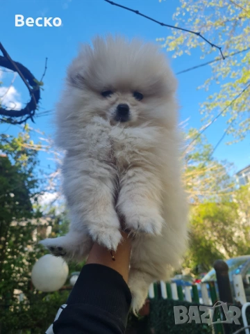 Померан мини женско , снимка 5 - Померан - 54255864