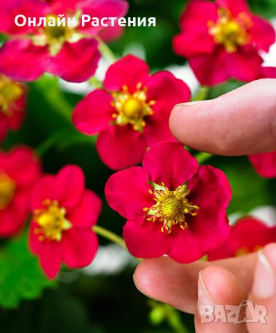 Ягода Fragaria x ananassa Toscana F 1. - Ягода тоскана  Студоустойчива, каскадна и целогодишна, снимка 2 - Градински цветя и растения - 29115790