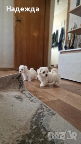 "Малтийска болонка", снимка 4 - Болонка - 52730178