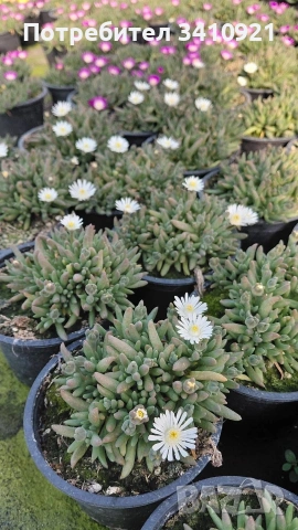 Делосперма 9 цвята, снимка 7 - Градински цветя и растения - 53849022