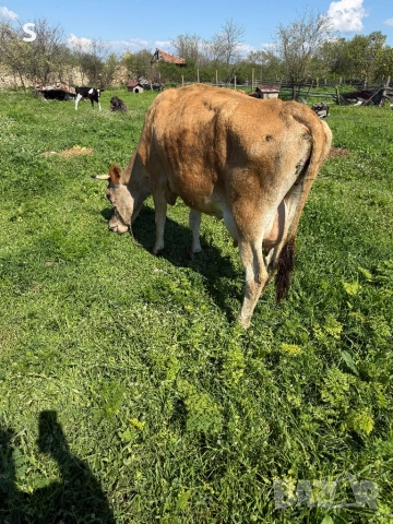 Продавам крава, снимка 3 - Крави - 54325584