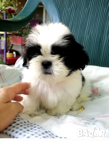 малки бебета Ши тцу , снимка 2 - Ши Тцу - 52835451