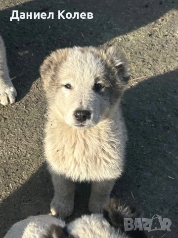 Продавам женски и мъжки алабаи, снимка 5 - Алабай - 52813719