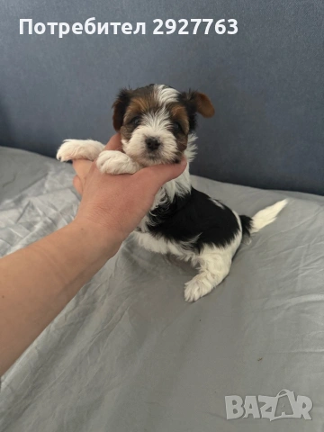 Бивер йоркширски териер, снимка 3 - Йоркширски териер - 53721743