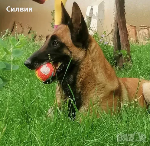 Белгийска Овчарка Малиноа, снимка 6 - Белгийска овчарка - 56424759