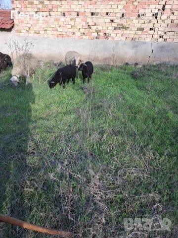 Продавам коч и агнета , снимка 3 - Овце - 54014244