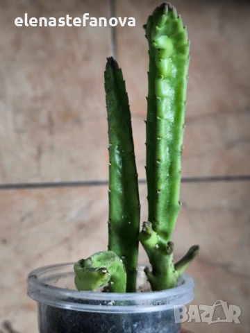 Комплект от три сукулентни растения, снимка 5 - Стайни растения - 54271119