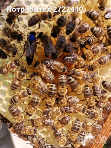 Пчелни майки и отводки , снимка 7 - Други - 29257602