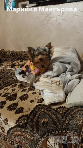 Мини Йоркита много игриви , снимка 6 - Йоркширски териер - 52299919