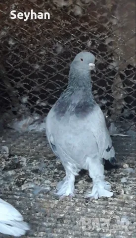 Гълъби  мардини 