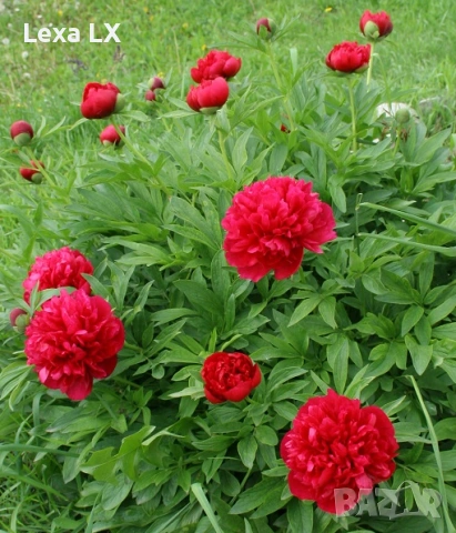 Червен божур, снимка 2 - Градински цветя и растения - 53927925