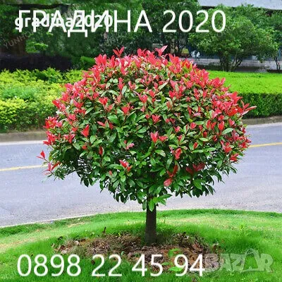 Фотиния - Налични 2 вида