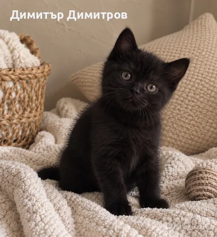 Предлагаме британски котета, снимка 2 - Британска късокосместа - 56535179