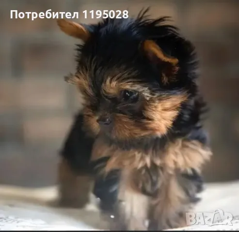 Йорки  - Йоркширски териер  джудже, снимка 3 - Йоркширски териер - 34814741