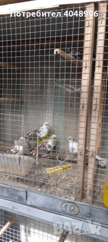 Диамантени гугутки, снимка 2 - други­ - 53929116