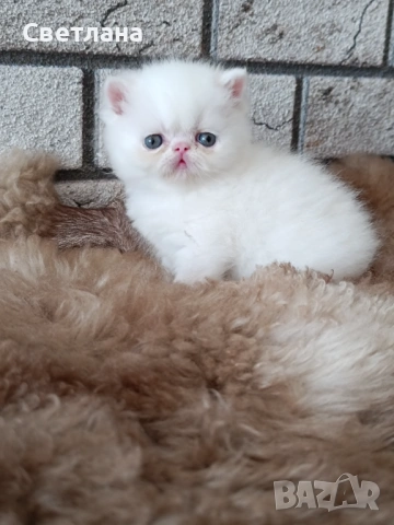 Екзотично късокосместо мъжко коте , снимка 2 - Персийска - 54348394