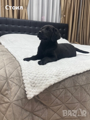 Чистокръвни Лабрадор Ретривър:, снимка 8 - Лабрадор ретривър - 53164804