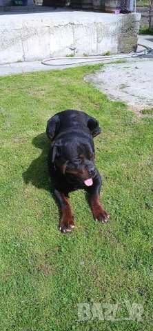 бебета ротвайлер , снимка 4 - Ротвайлер - 54019595