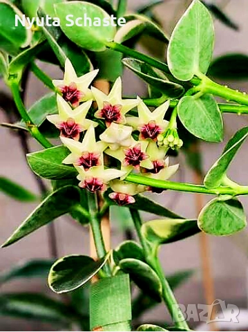 Хоя .Hoya cumingiana alba 
