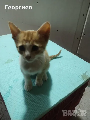 Подарявам котенце
