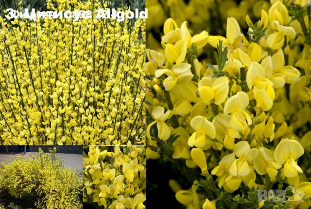 Цитизус - Налични 5 цвята, снимка 3 - Разсади - 49967833