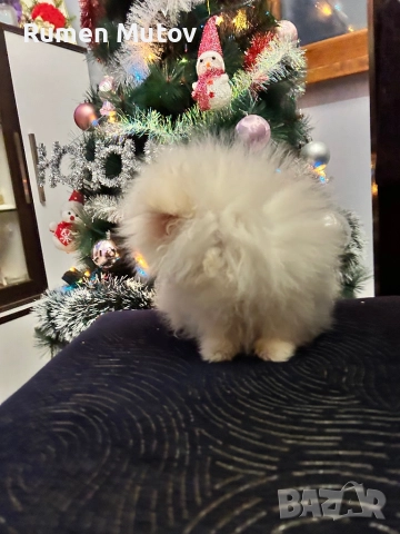 Померан , снимка 5 - Померан - 52892964