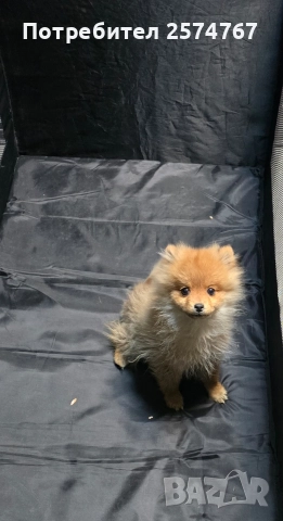 Померански шпиц , снимка 17 - Померан - 52679788