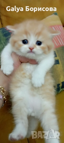 Британски биколори , снимка 6 - Британска късокосместа - 54162093