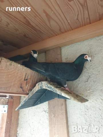 Гълъби , снимка 3 - Гълъби - 52439618