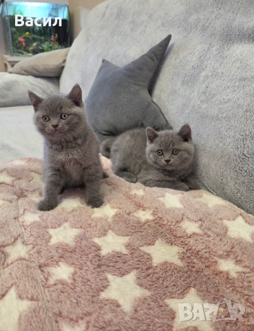 Продавам британски късокосмести котета, снимка 1 - Британска късокосместа - 46684108