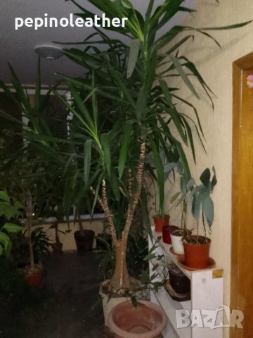 Палма ЮКА Стайна 2 броя - 3 м / 2.5 м