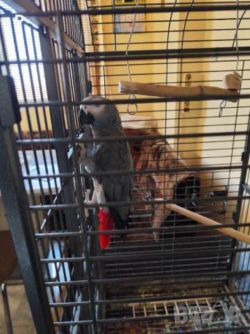 Продавам говорящ папагал кралско жако, снимка 3 - Папагали - 53986562